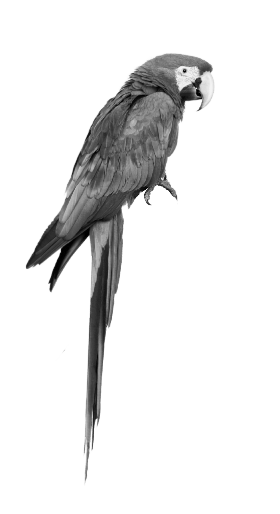 papegaai